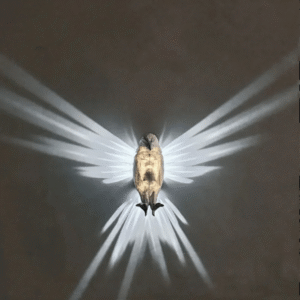 Eagle 3D Night Lamp